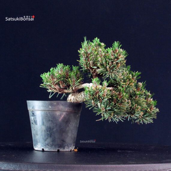 Pinus Thunbergii Senjumaru- Pino nero - immagine 3
