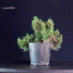 Pinus Thunbergii Senjumaru- Pino nero - immagine 4