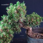 Pinus Thunbergii Senjumaru- Pino nero - immagine 5