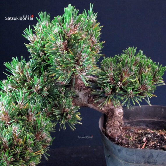 Pinus Thunbergii Senjumaru- Pino nero - immagine 5