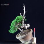 Juniperus Chinensis Itoigawa