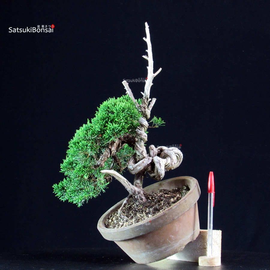 6281_1-Juniperus-chinensis-itoigawa Juniperus Chinensis Itoigawa - immagine 1