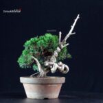 Juniperus Chinensis Itoigawa - immagine 2