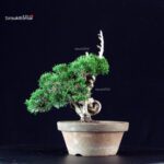 Juniperus Chinensis Itoigawa - immagine 3