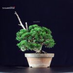 Juniperus Chinensis Itoigawa - immagine 4
