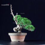 Juniperus Chinensis Itoigawa - immagine 5