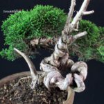 Juniperus Chinensis Itoigawa - immagine 6