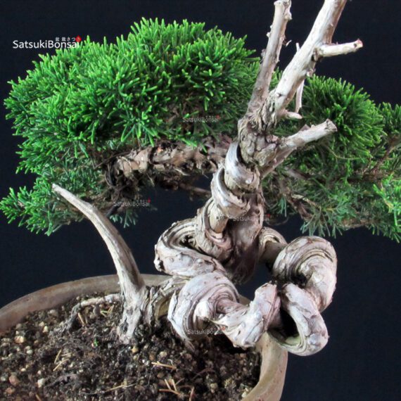 Juniperus Chinensis Itoigawa - immagine 6
