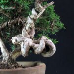 Juniperus Chinensis Itoigawa - immagine 7