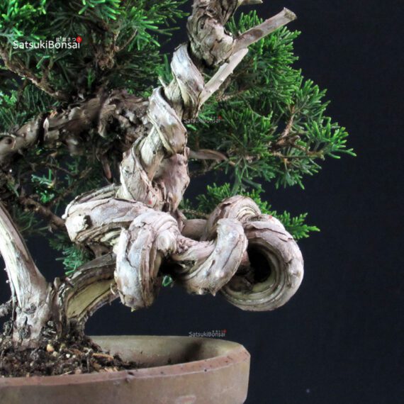 Juniperus Chinensis Itoigawa - immagine 7