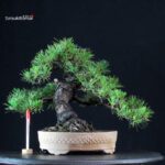 Pinus Thunbergii Kuromatsu