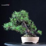 Pinus Thunbergii Kuromatsu - immagine 2
