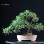 Pinus Thunbergii Kuromatsu - immagine 3