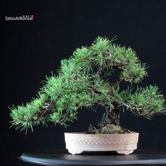 Pinus Thunbergii Kuromatsu - immagine 3