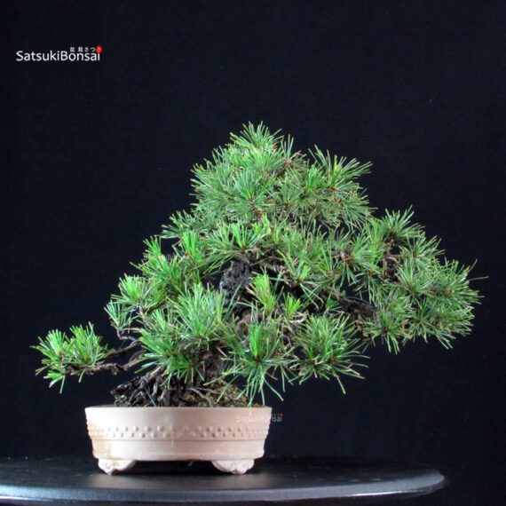 Pinus Thunbergii Kuromatsu - immagine 4