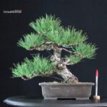Pinus Thunbergii