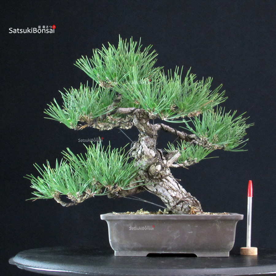 6286_1-Pinus-thunbergii Pinus Thunbergii - immagine 1