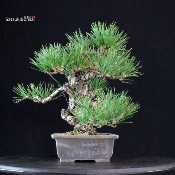 Pinus Thunbergii - immagine 2