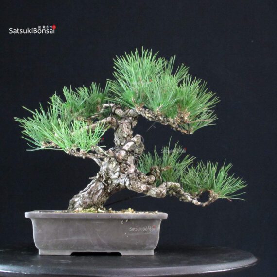 Pinus Thunbergii - immagine 3