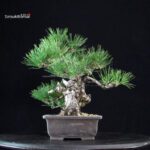 Pinus Thunbergii - immagine 4