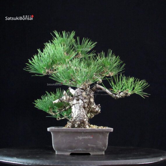 Pinus Thunbergii - immagine 4