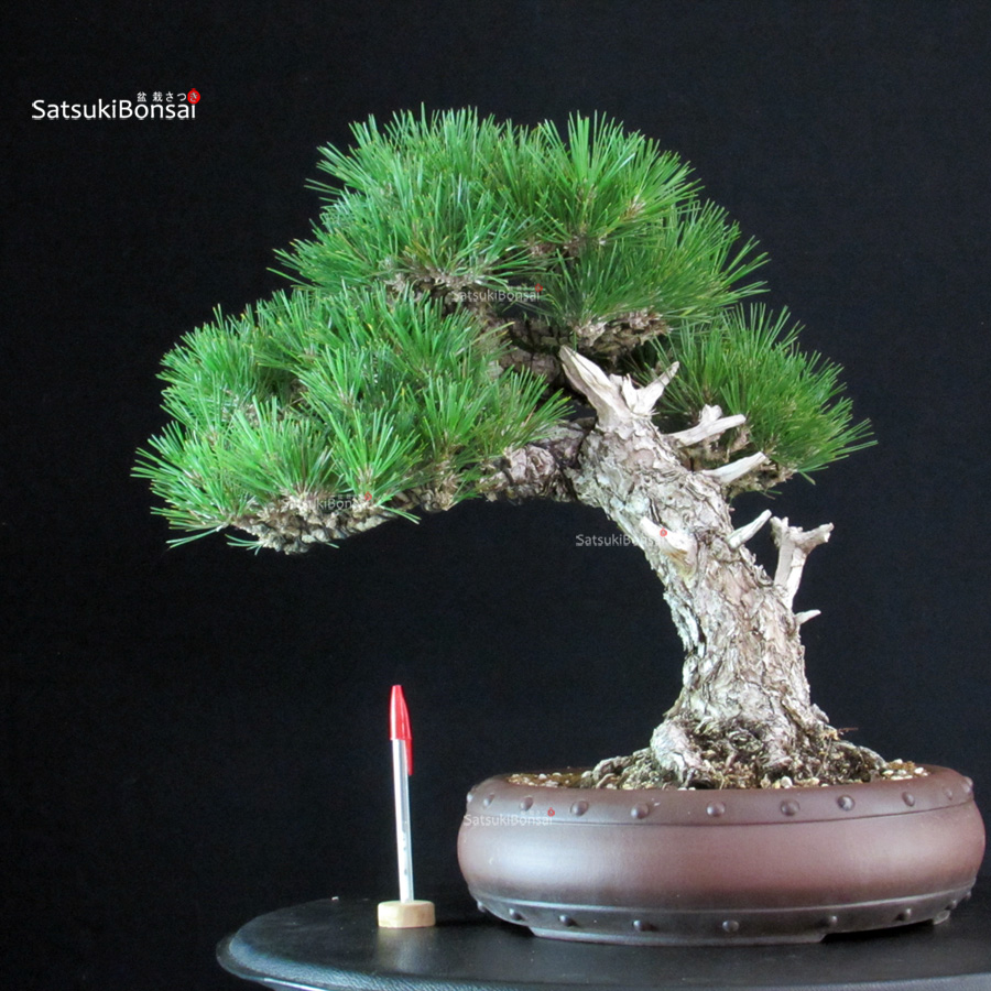 6287_1-Pinus-thunbergii-kuromatsu Pinus Thunbergii - immagine 1