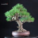 Pinus Thunbergii - immagine 2