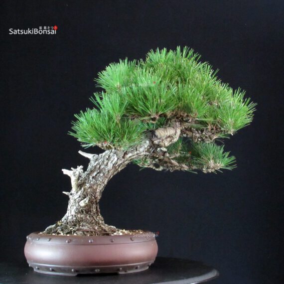 Pinus Thunbergii - immagine 3
