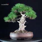 Pinus Thunbergii - immagine 4