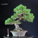 Pinus Thunbergii