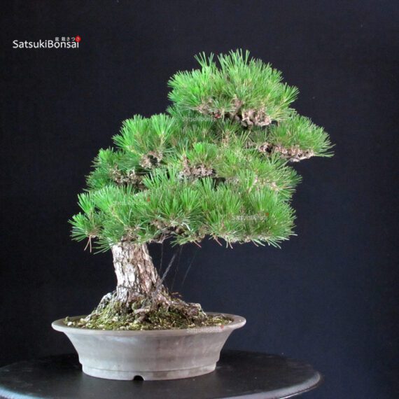 Pinus Thunbergii - immagine 2
