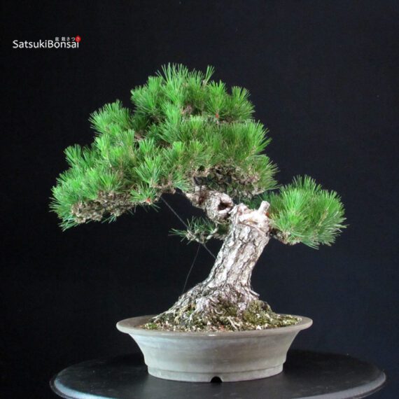 Pinus Thunbergii - immagine 3