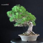 Pinus Thunbergii - immagine 4