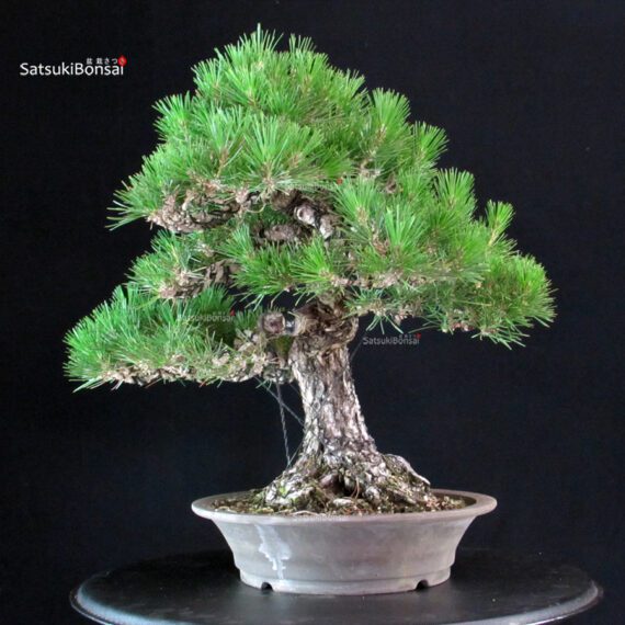 Pinus Thunbergii - immagine 5