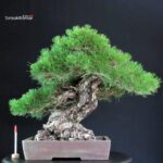 Pinus Thunbergii