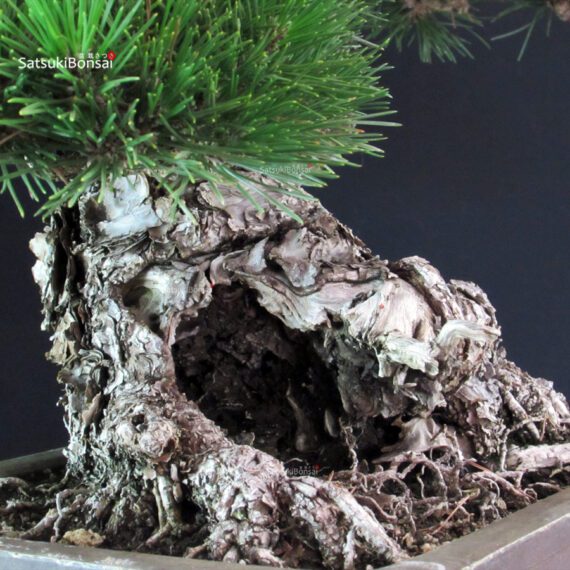 Pinus Thunbergii - immagine 8