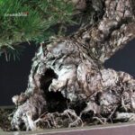 Pinus Thunbergii - immagine 9