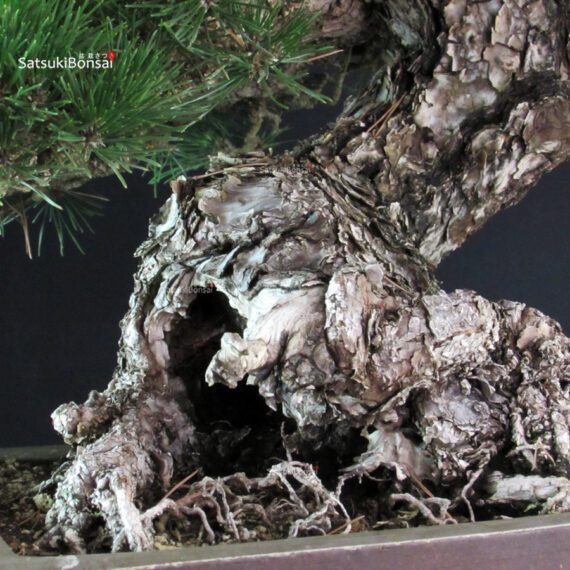 Pinus Thunbergii - immagine 9