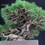 Pinus Thunbergii - immagine 6