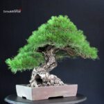 Pinus Thunbergii - immagine 2