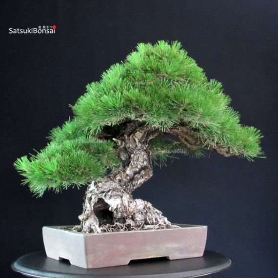 Pinus Thunbergii - immagine 2