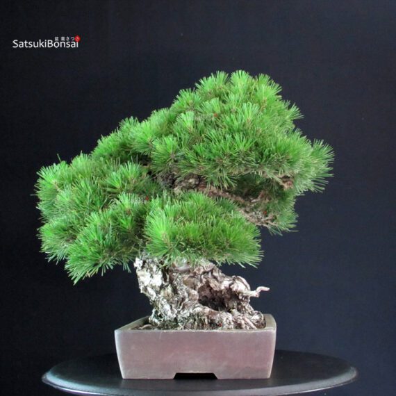 Pinus Thunbergii - immagine 3