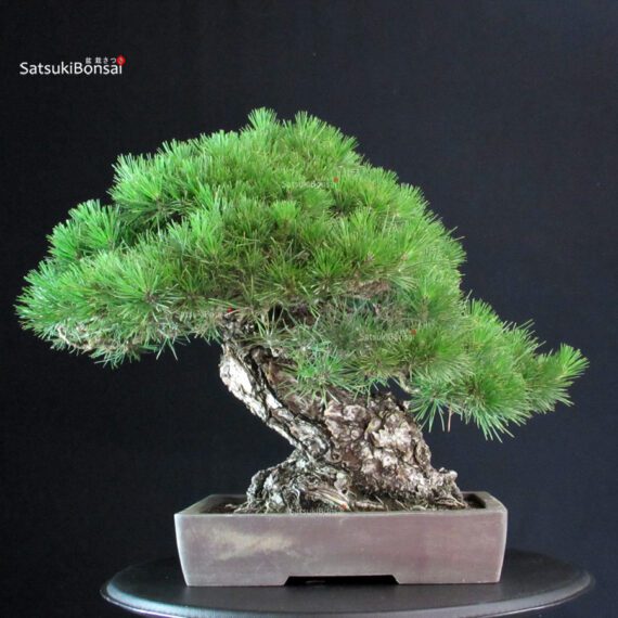 Pinus Thunbergii - immagine 4