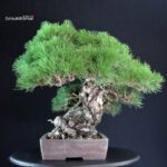 Pinus Thunbergii - immagine 5