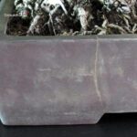 Pinus Thunbergii - immagine 12