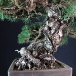 Pinus Thunbergii - immagine 10