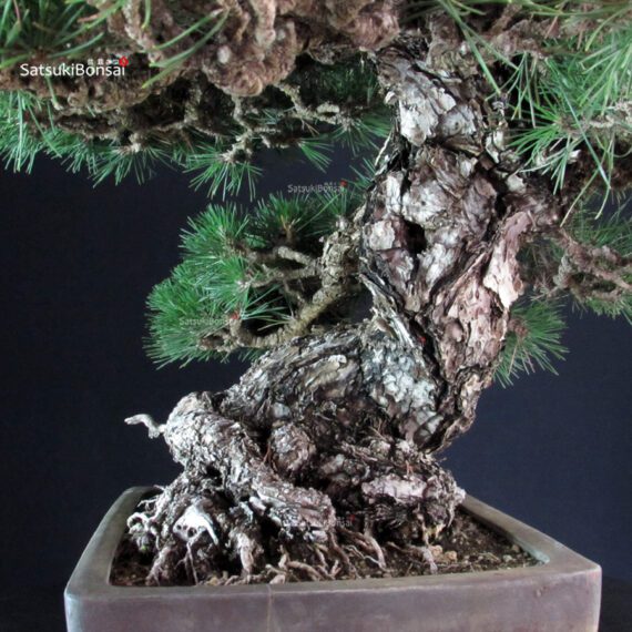 Pinus Thunbergii - immagine 10