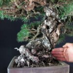 Pinus Thunbergii - immagine 7