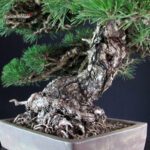 Pinus Thunbergii - immagine 11