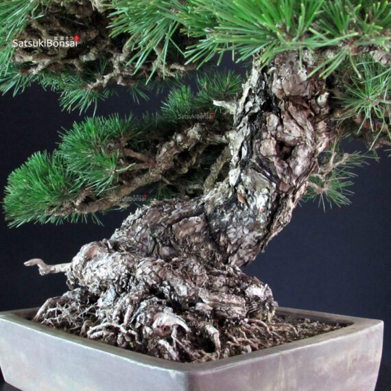 Pinus Thunbergii - immagine 11